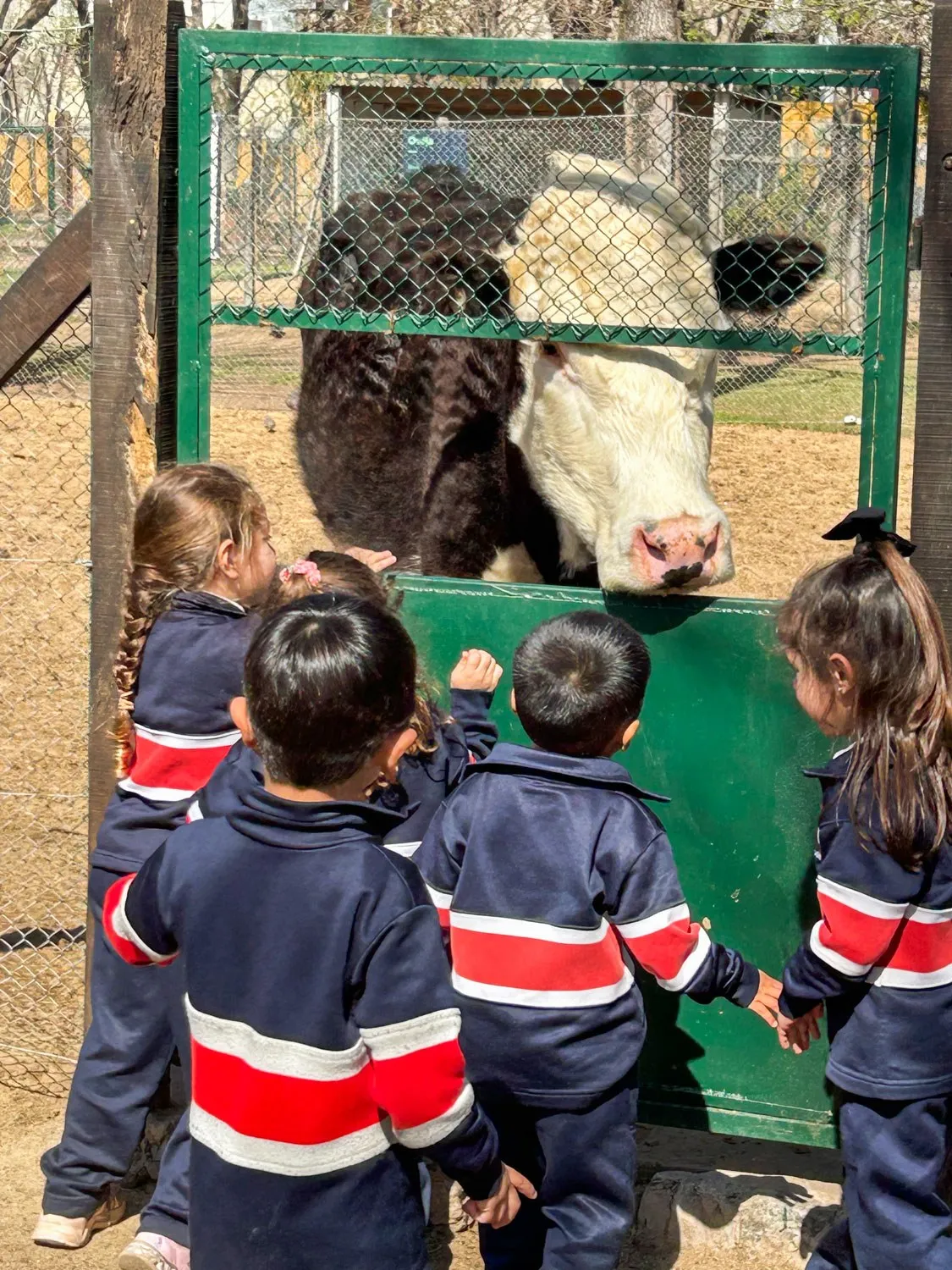Chicos de Kinder saludan a un ternero en la granja educativa